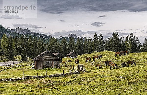 Rossalm  Alm mit weidenden Pferden  Dachsteingebirge  Salzkammergut  Oberösterreich  Österreich  Europa
