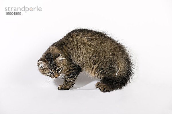 Maine Coon Katze (Felis silvestris catus)  Jungtierhöcker  Deutschland  Europa