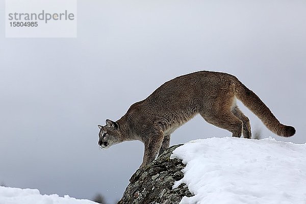 Puma  (Felis concolor)  erwachsen  im Winter  im Schnee  Felsen  auf der Pirsch  in Gefangenschaft  Montana  Nordamerika  USA  Nordamerika