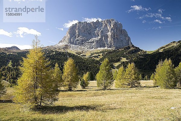 Langkofel mit herbstlichen Lärchen  Dolomiten  Südtirol  Italien  Europa