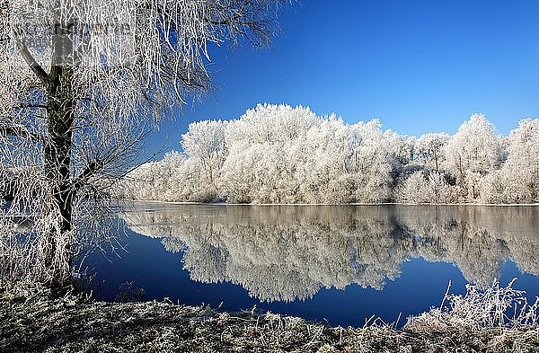 Kalter Wintertag an der Saale  Bäume mit Frost und Schnee bedeckt  Wasserspiegelung  Naturpark Unteres Saaletal  Sachsen-Anhalt  Deutschland  Europa