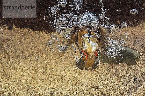 Eisvogel (Alcedo atthis)  taucht nach Fischen  Hessen  Deutschland  Europa