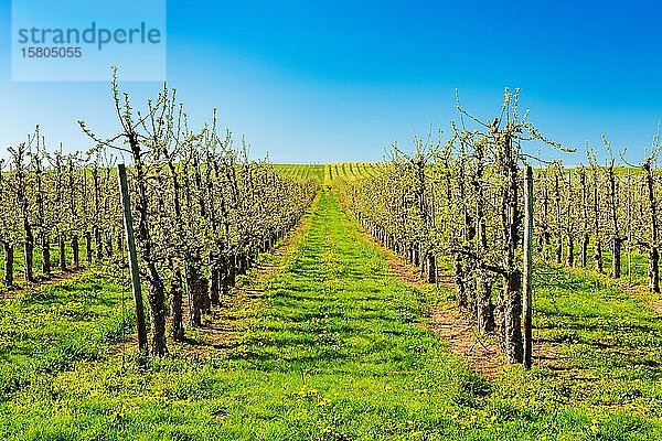 Obstplantage im Frühling  blühende Apfelbäume (Malus domestica)  Obstanbaugebiet  Aseleben  Sachsen-Anhalt  Deutschland  Europa