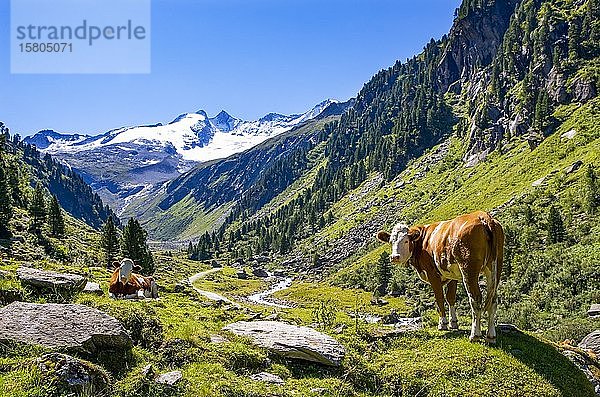 Reichenspitze  Kühe auf der Alm  Wildgerlostal  Krimml  Pinzgau  Land Salzburg  Österreich  Europa