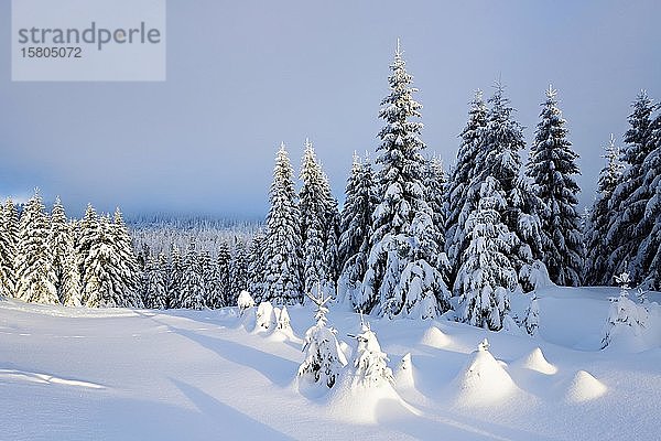 Verschneite Winterlandschaft  schneebedeckte Fichten  bewölkter Himmel  Nationalpark Harz  Sachsen-Anhalt  Deutschland  Europa