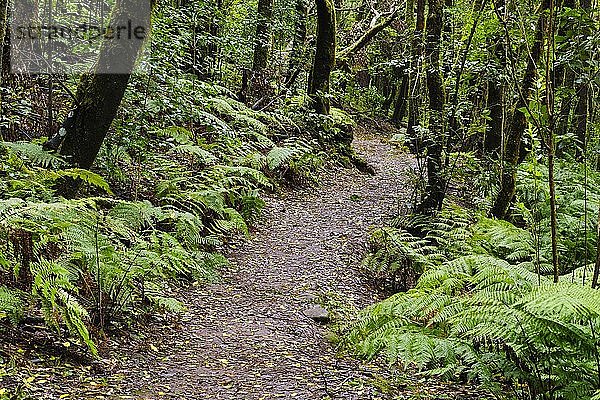 Waldweg im Nebelwald bei El Cedro  Nationalpark Garajonay  La Gomera  Kanarische Inseln  Spanien  Europa