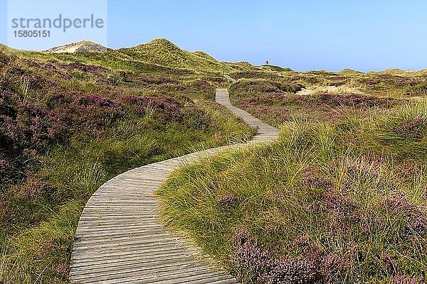 Leuchtturm  Quermarkenfeuer  blühende Heide mit Holzsteg auf der Insel Amrum  Nordsee  Nordfriesische Insel  Schleswig-Holstein  Deutschland  Europa