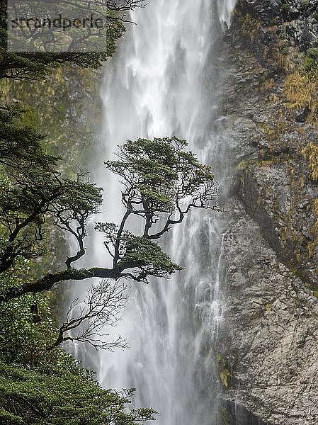 Ast eines Baumes vor einem Wasserfall  Devils Punchbowl Falls  Arthur's Pass  Region Canterbury  Südland  Neuseeland  Ozeanien