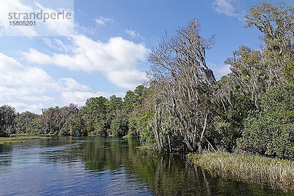 Flusslandschaft mit Schilf  Bäume mit Spanischem Moos oder (Tillandsia usneoides)  Rainbow River  Rainbow Springs State Park  Dunnelon  Florida  USA  Nordamerika