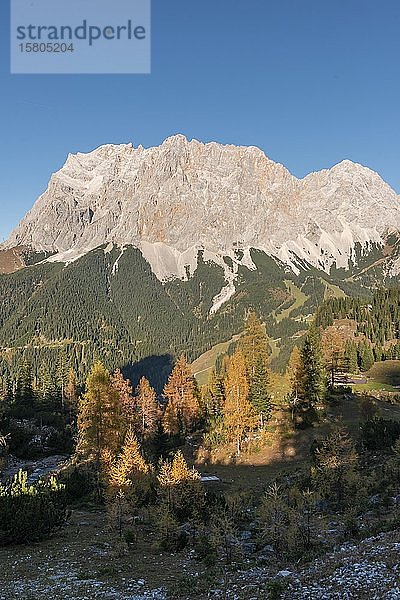 Blick auf die Zugspitze  Herbstfärbung mit gelben Lärchen  Wettersteingebirge  Ehrwald  Tirol  Österreich  Europa
