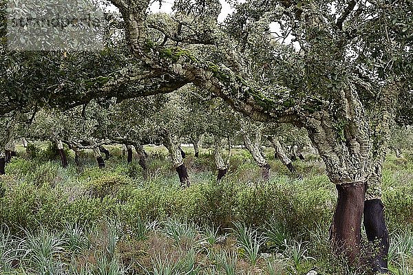 Korkeichen (Quercus suber)  Plantage während der Korkernte  Sardinien  Italien  Europa