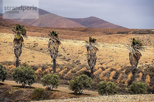 Palmen vor kahler Landschaft  Fuerteventura  Kanarische Inseln  Spanien  Europa