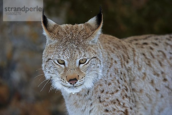 Eurasischer Luchs (Lynx lynx)  erwachsen  in Gefangenschaft  im Winter  Porträt  Montana  Nordamerika  USA  Nordamerika