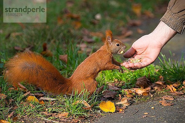 Rotes Eichhörnchen (Sciurus vulgaris)  wird vom Menschen gefüttert  Friedhof  Berlin-Kreuzberg  Berlin  Deutschland  Europa