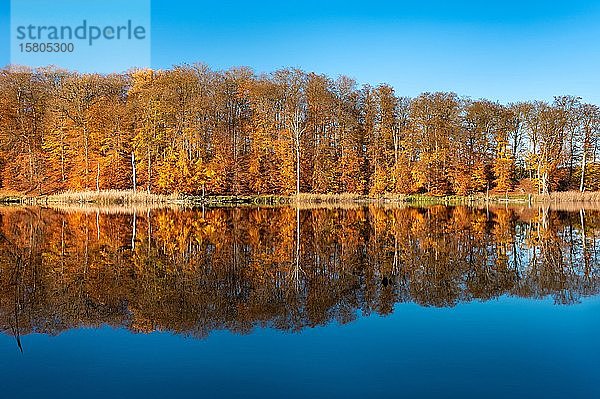 Herbst am Schweingartensee  Bunte Waldspiegelungen  Müritz-Nationalpark  Mecklenburg-Vorpommern  Deutschland  Europa