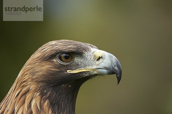 Steinadler (Aquila chrysaetos)  erwachsen  Tierportrait  Schottland  Vereinigtes Königreich  Europa