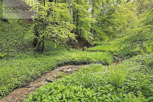Bärlauch (Allium ursinum) im Wald  Bach  Großgmain  Salzburg  Österreich  Europa