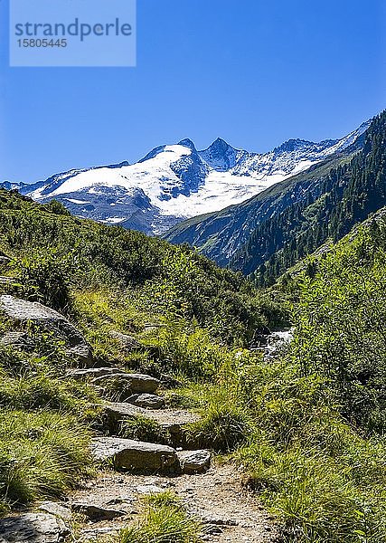 Wanderweg mit Blick auf die Reichenspitze  Wildgerlostal  Krimml  Pinzgau  Salzburger Land  Österreich  Europa