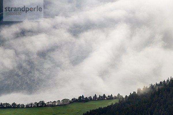Wald und Wiese mit Weg vor dem Talnebel  Berwang  Lechtal  Außerfern  Tirol  Österreich  Europa