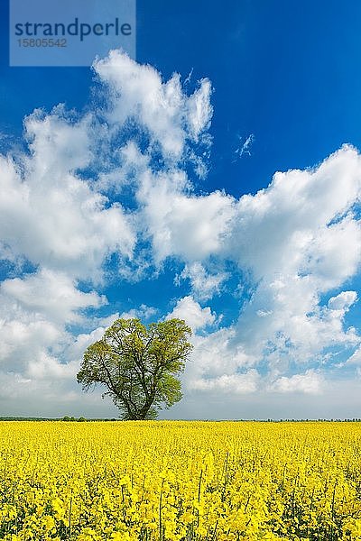 Kulturlandschaft im Frühling  große alte Linde (Tilia) in blühendem Rapsfeld  blauer Himmel mit Kumuluswolken  Burgenlandkreis  Sachsen-Anhalt  Deutschland  Europa