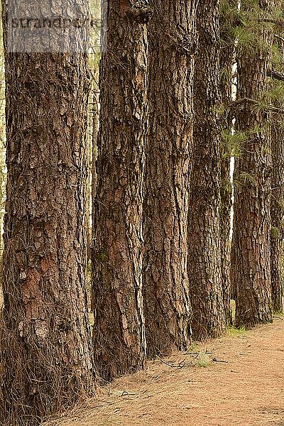 Stämme der Kanarischen Kiefer (Pinus canariensis)  Porträt  La Palma  Kanarische Inseln  Spanien  Europa