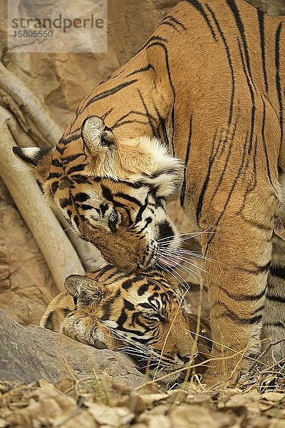 Tiger (Panthera tigris tigris)  Muttertier mit ihrem Jungen  Ranthambore National Park  Rajasthan  Indien  Asien