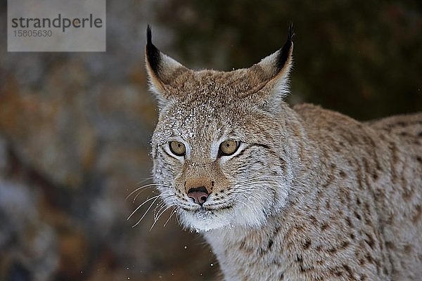 Eurasischer Luchs (Lynx lynx)  erwachsen  in Gefangenschaft  im Winter  Porträt  Montana  Nordamerika  USA  Nordamerika