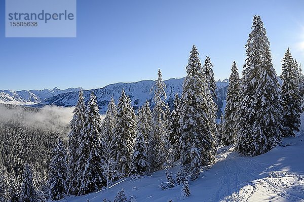 Winterwald mit Skispur und Allgäuer Alpen  Ritzlern  Kleinwalsertal  Vorarlberg  Österreich  Europa