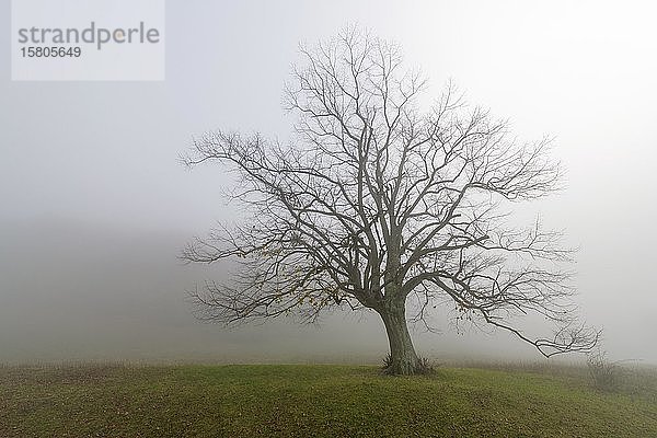 Großblättrige Linde (Tilia platyphyllos) im Nebel  Schwäbische Alb  Baden-Württemberg  Deutschland  Europa