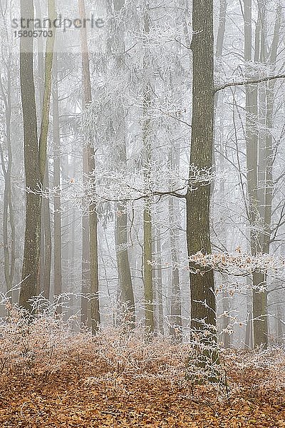 Mischwald mit Raureif im Nebel  Limbach  Burgenland  Österreich  Europa