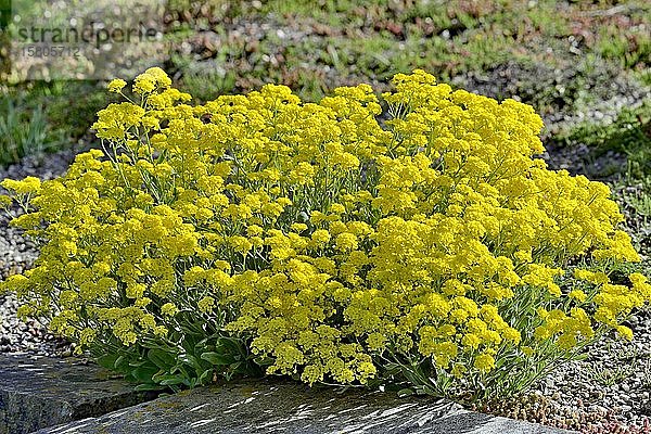 Bergwurz (Alyssum montanum)  Sorte Berggold  gelbe Blüten  Nordrhein-Westfalen  Deutschland  Europa