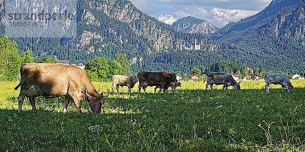 Rinderherde auf einer saftigen Wiese vor dem Märchenschloss Neuschwannstein  Schwangau  Füssen  Bayern  Deutschland  Europa