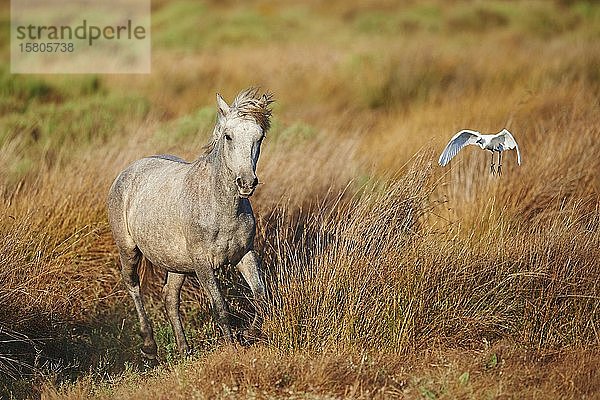 Camargue-Pferd auf einem Feld stehend  Camargue  Frankreich  Europa