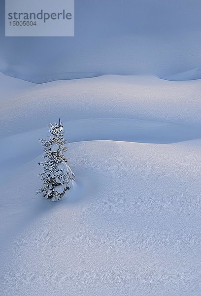 Kleine verschneite Fichte in unberührtem Neuschnee  Tirol  Österreich  Europa