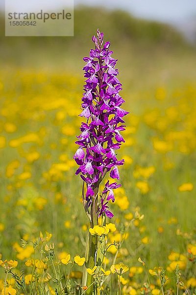 Robustes Knabenkraut  Orchis palustris ssp. robusta  Orchis robusta