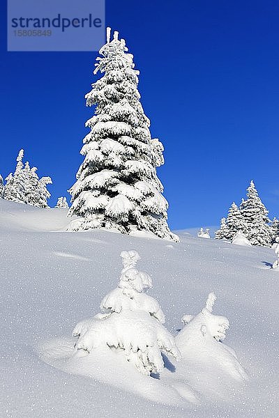 Verschneite  unberührte Winterlandschaft  schneebedeckte Fichten  strahlender Sonnenschein  blauer Himmel  Nationalpark Harz  Sachsen-Anhalt  Deutschland  Europa