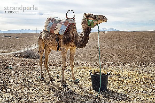 Dromedar (Camelus dromedarius) in der Agafay-Wüste  Marrakesch  Marokko  Afrika