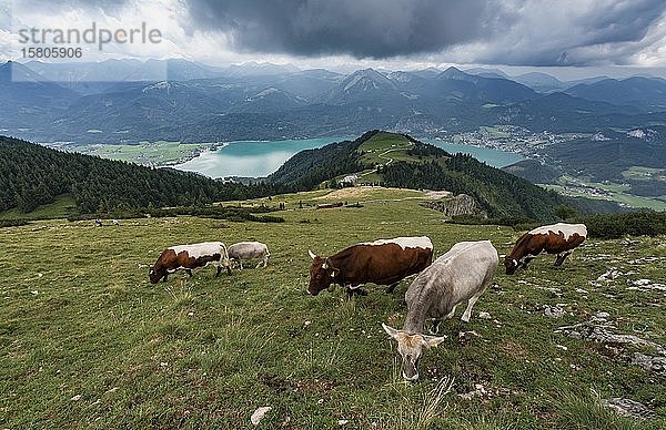 Kühe an einem Hang auf der Alm  Blick vom Schafberg auf den Wolfgangsee  Salzkammergut  Salzburg  Österreich  Europa