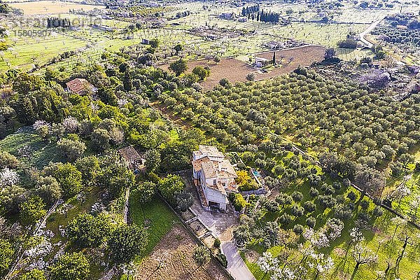 Finca und Plantagen mit Olivenbäumen und blühenden Mandelbäumen  bei Caimari  Region Raiguer  Luftaufnahme  Mallorca  Balearen  Spanien  Europa