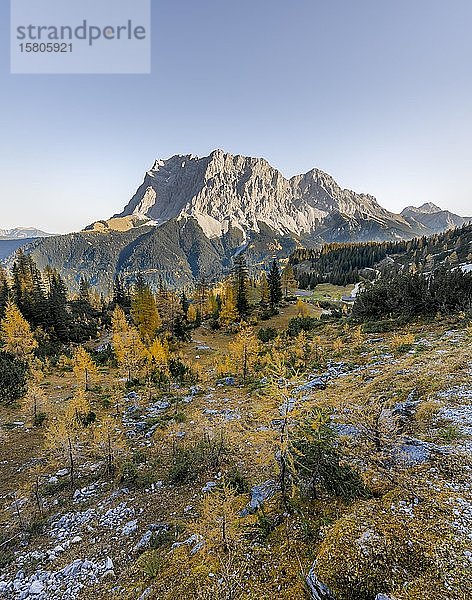 Blick auf die Zugspitze  Herbstfärbung mit gelben Lärchen  Ehrwald  Wettersteingebirge  Tirol  Österreich  Europa