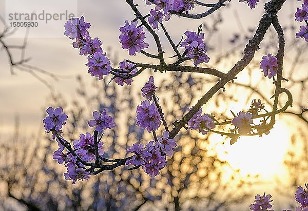 Zweig mit rosa Mandelblüten bei Sonnenaufgang  Mandelbaum (Prunus dulcis)  Mallorca  Balearen  Spanien  Europa