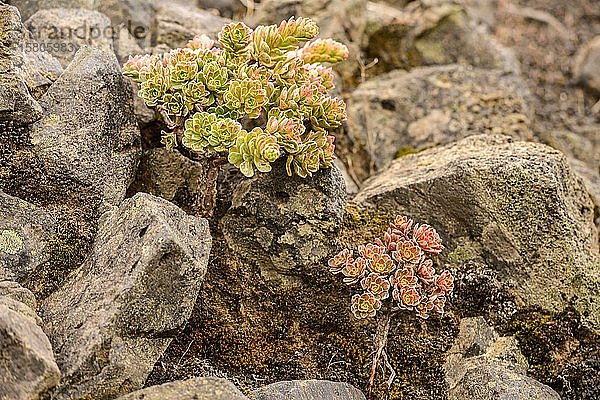 Dickblättrige Pflanzen (Aeonium) mit roten und grünen Blättern zwischen Felsen in einem Lavafeld  La Palma  Kanarische Inseln  Spanien  Europa