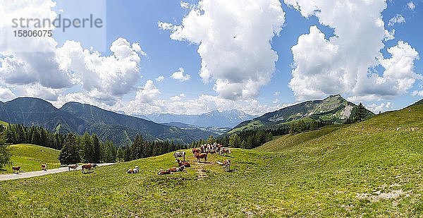 Rinderherde am Tauglboden  Trattberg  Sankt Koloman  Tennengau  Bundesland Salzburg  Österreich  Europa