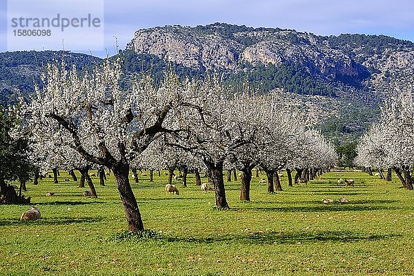 Mandelblüte  blühende Mandelbäume  Mandelplantage mit Schafen bei Bunyola  Serra de Tramuntana  Mallorca  Balearische Inseln  Spanien  Europa