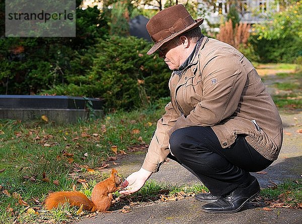 Rotes Eichhörnchen (Sciurus vulgaris)  gefüttert von Mann mit Hut  Friedhof  Berlin-Kreuzberg  Berlin  Deutschland  Europa