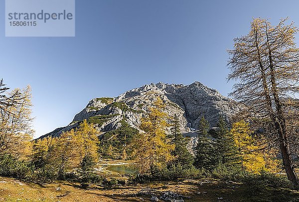 Gelbe Lärchen in Herbstfärbung am Seebensee  Ehrwald  Vorderer Tajakopf  Ehrwald  Ehrwald  Mieminger Kette  Tirol  Österreich  Europa