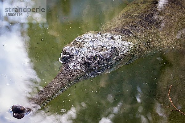 Gharial (Gavialis gangeticus) schwimmt im Wasser  in Gefangenschaft  St. Augustine Alligator Farm Zoological Park  St. Augustine  Florida  USA  Nordamerika