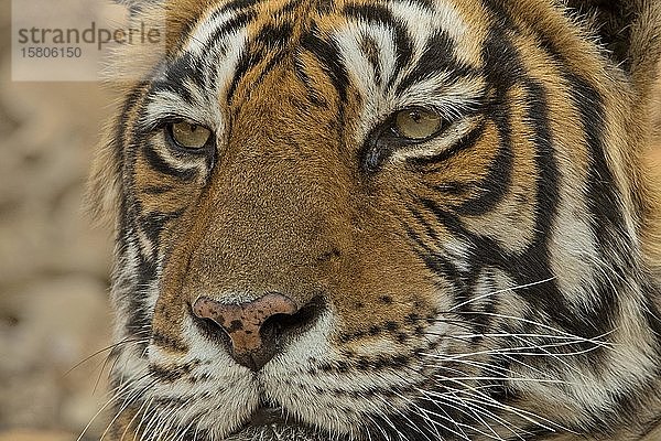 Porträt eines Tigers (Panthera tigris tigris)  Ranthambore National Park  Rajasthan  Indien  Asien