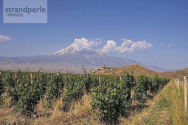 Weinbau  Kloster Chor Virap und Berg Ararat  Provinz Ararat  Armenien  Asien