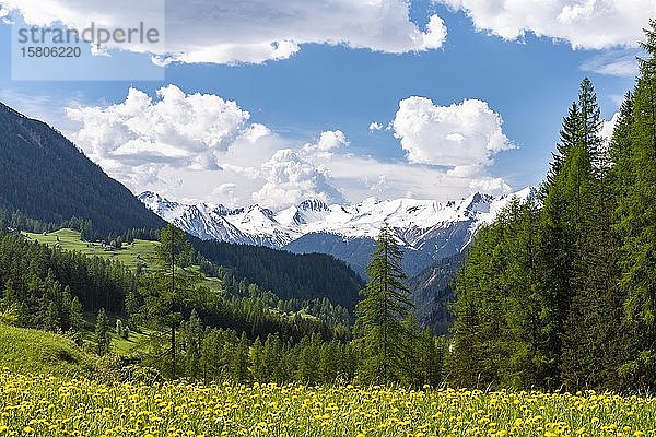 Gelb blühende Wiese mit schneebedeckten Bergen im Hintergrund  Bergün  Albulapassstrasse  Kanton Graubünden  Schweiz  Europa